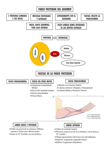 Pared Posterior del Abdomen 