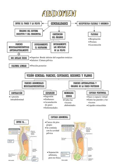 Abdomen 