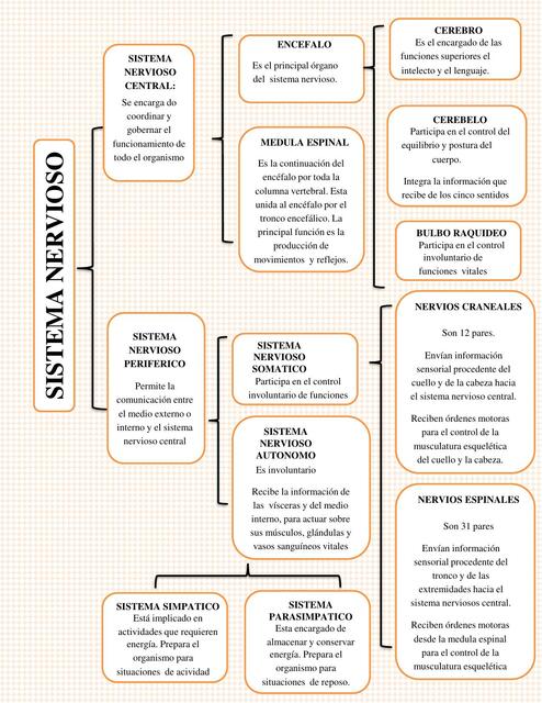 Cuadro sinoptico del Sistema Nervioso 4