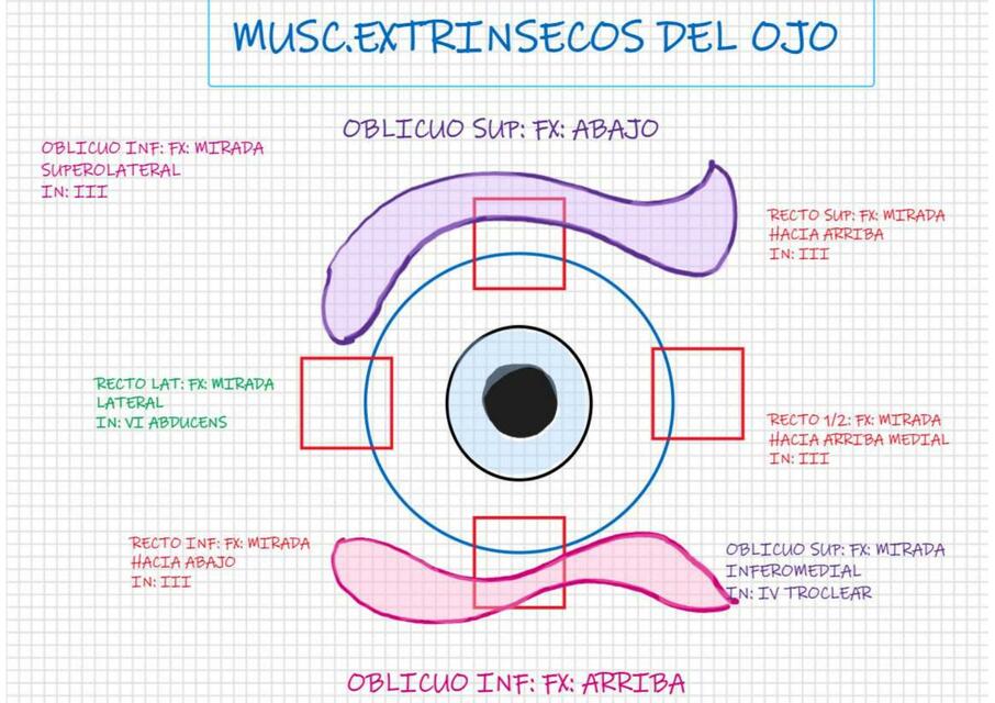 Músculos Extrínsecos del Ojo