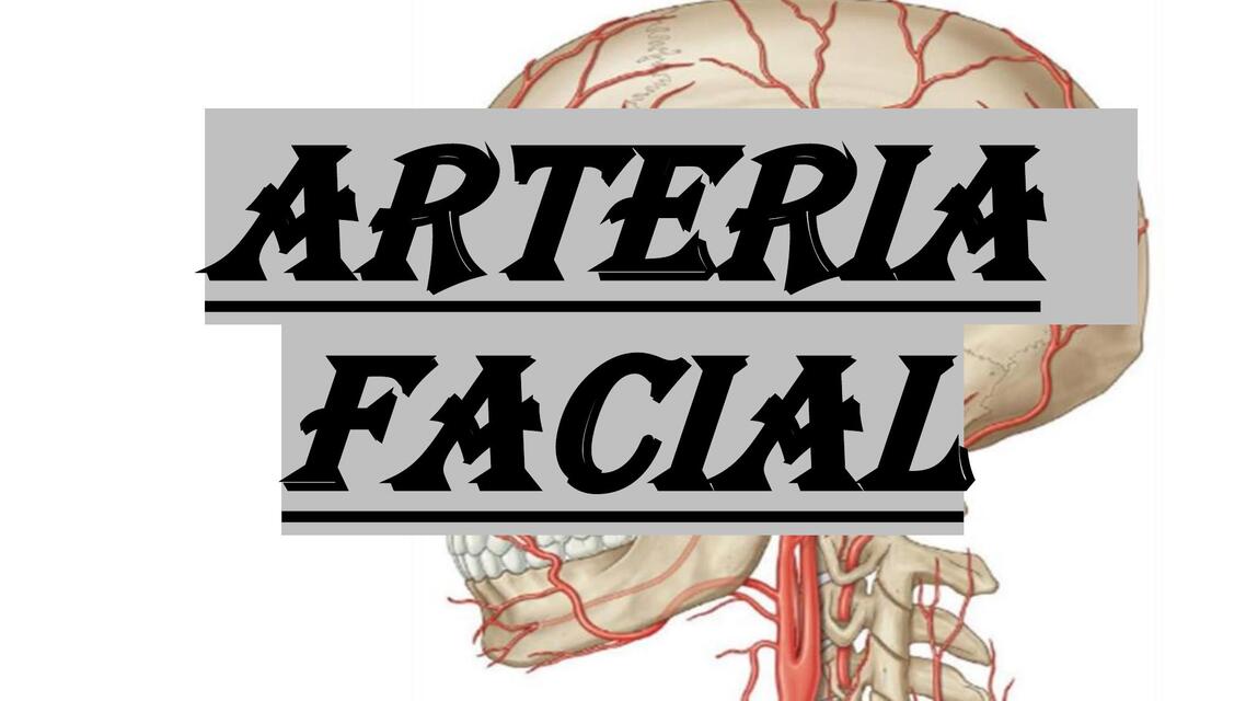 Arteria facial  