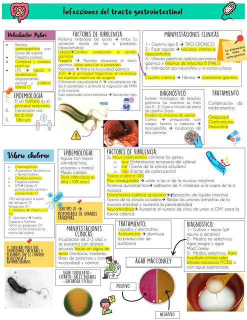 Bacterias gastrointestinales