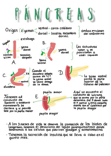 Embriología de páncreas