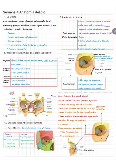 Anatomía del Ojo 