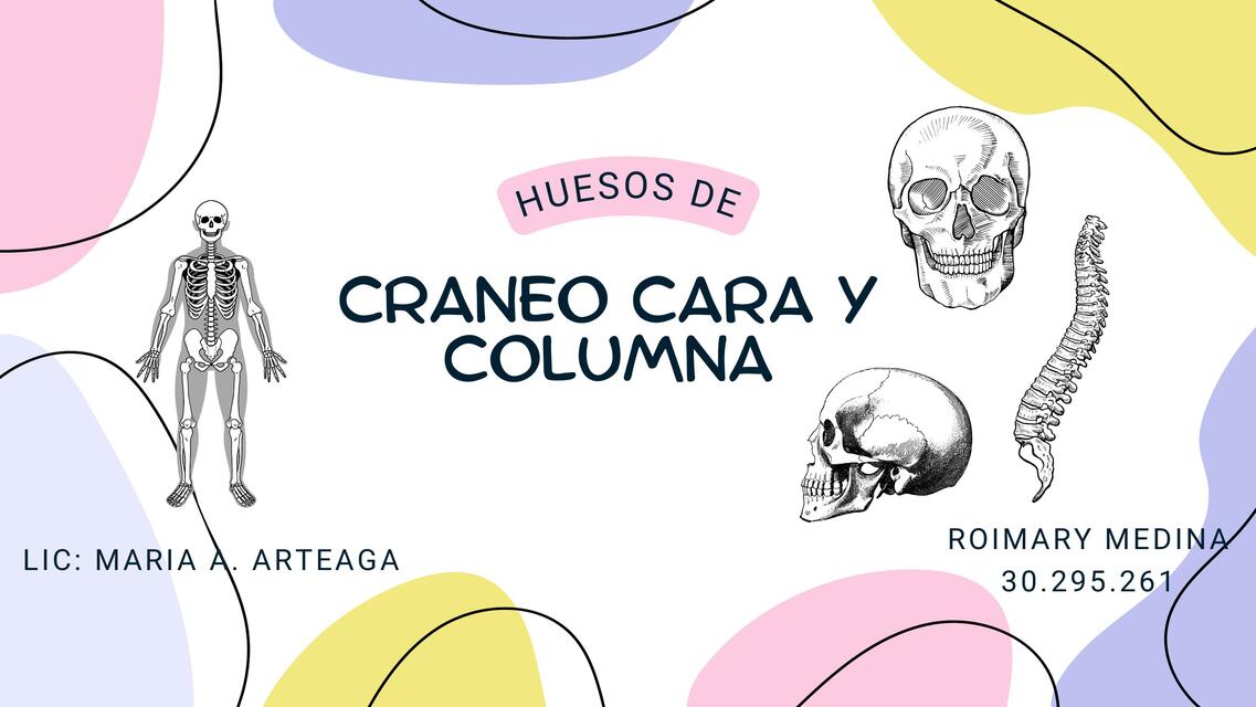 Hueso de cara craneo y columna