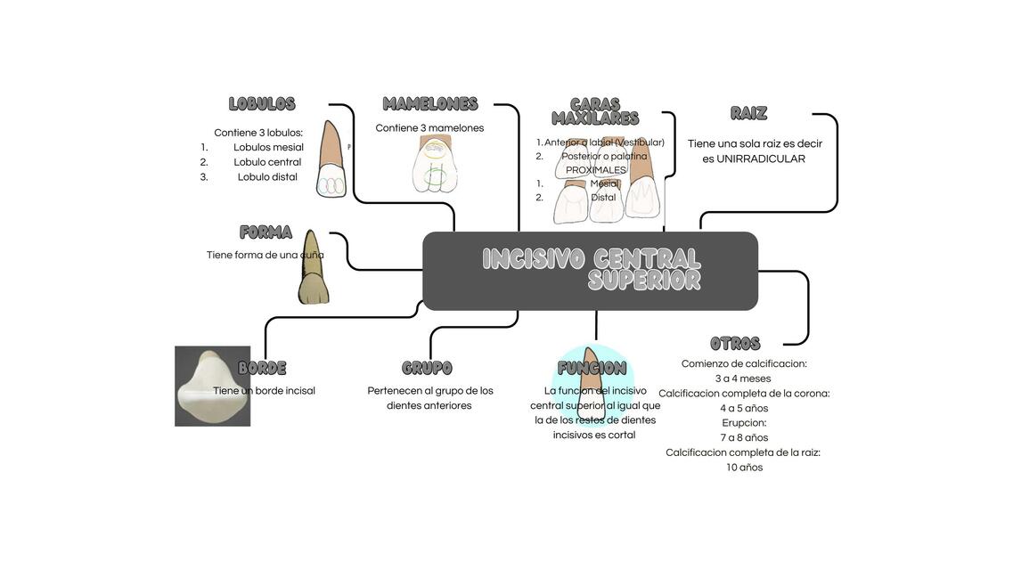 INCISIVOS CENTRALES SUPERIORES