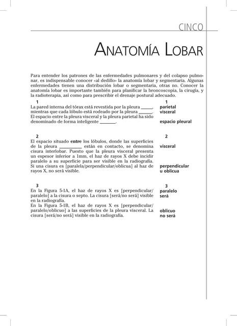 Anatomía lobar 