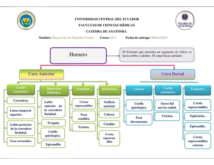 Anatomía humero