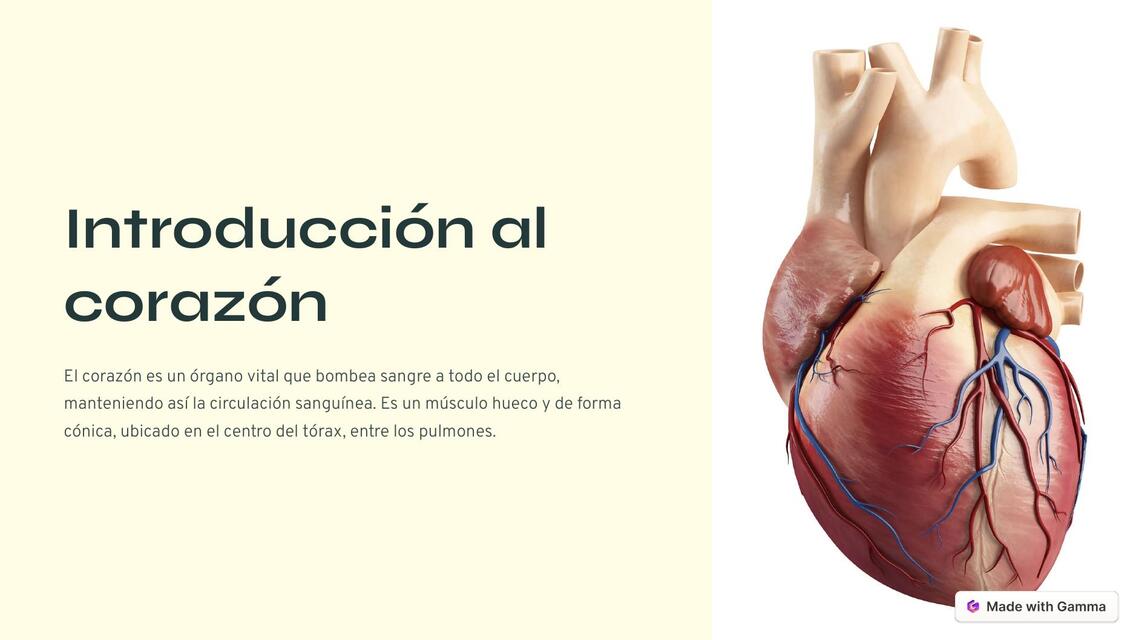 Introducción al corazón | Camila | uDocz