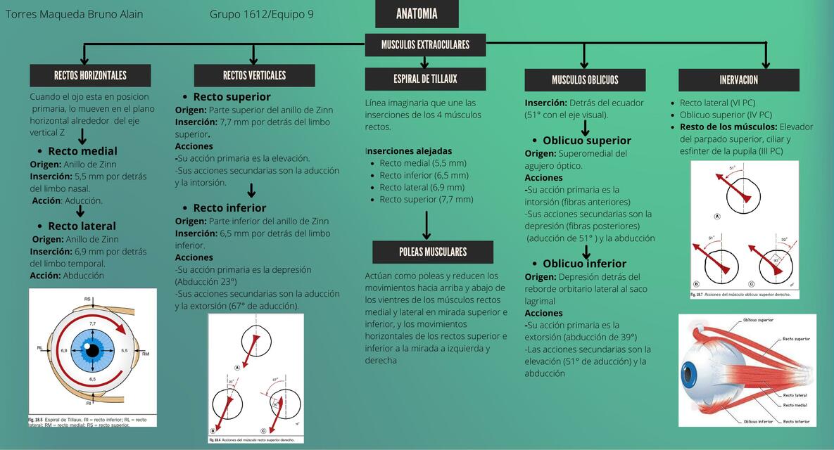 Anatomía Oftalmológica