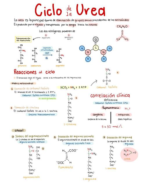 Ciclo de la Urea 