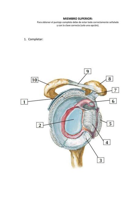 Miembro Superior 