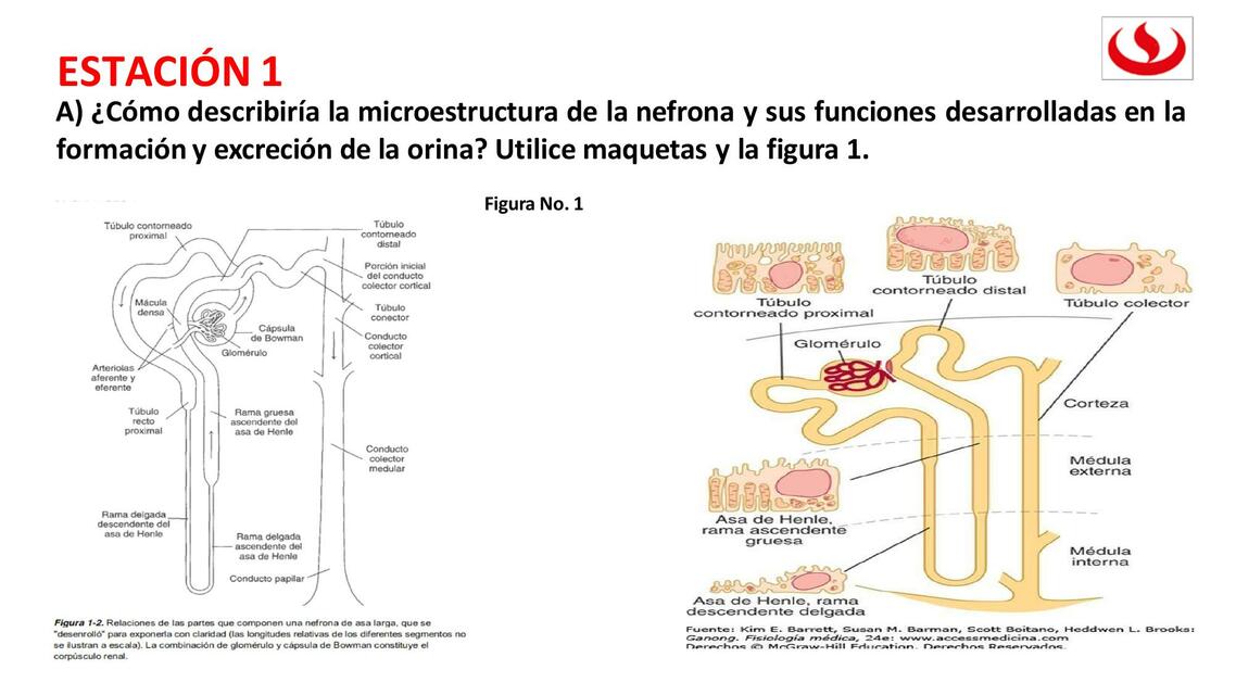 La Nefrona 