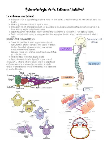 OSTEOARTROLOGÍA DE LA COLUMNA VERTEBRAL