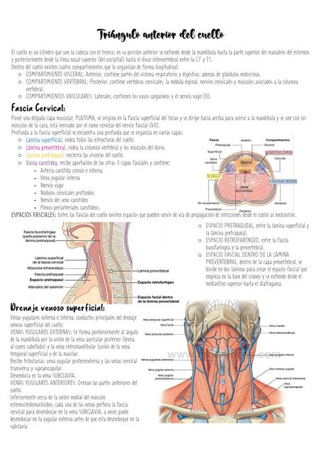 RESUMEN - TRIÁNGULO ANTERIOR DEL CUELLO