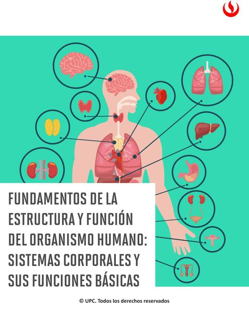 Fundamentos de la Estructura y Función del Organismo Humano: Sistemas Corporales y sus Funciones Básicas 