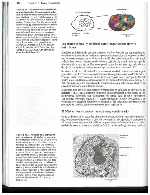 Condensación del ADN 