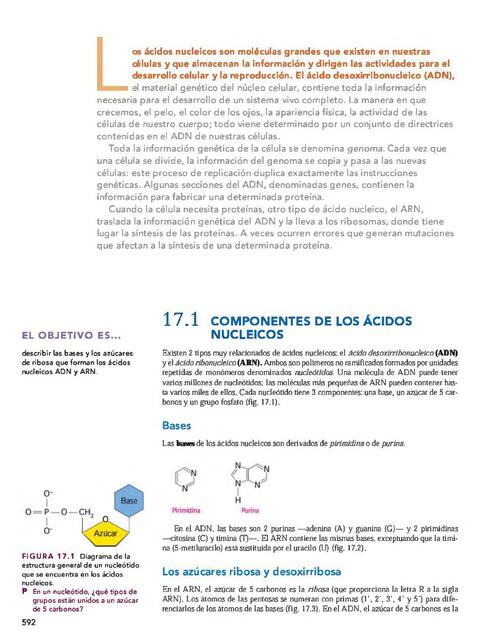 Estructura de los ácidos nucléicos  