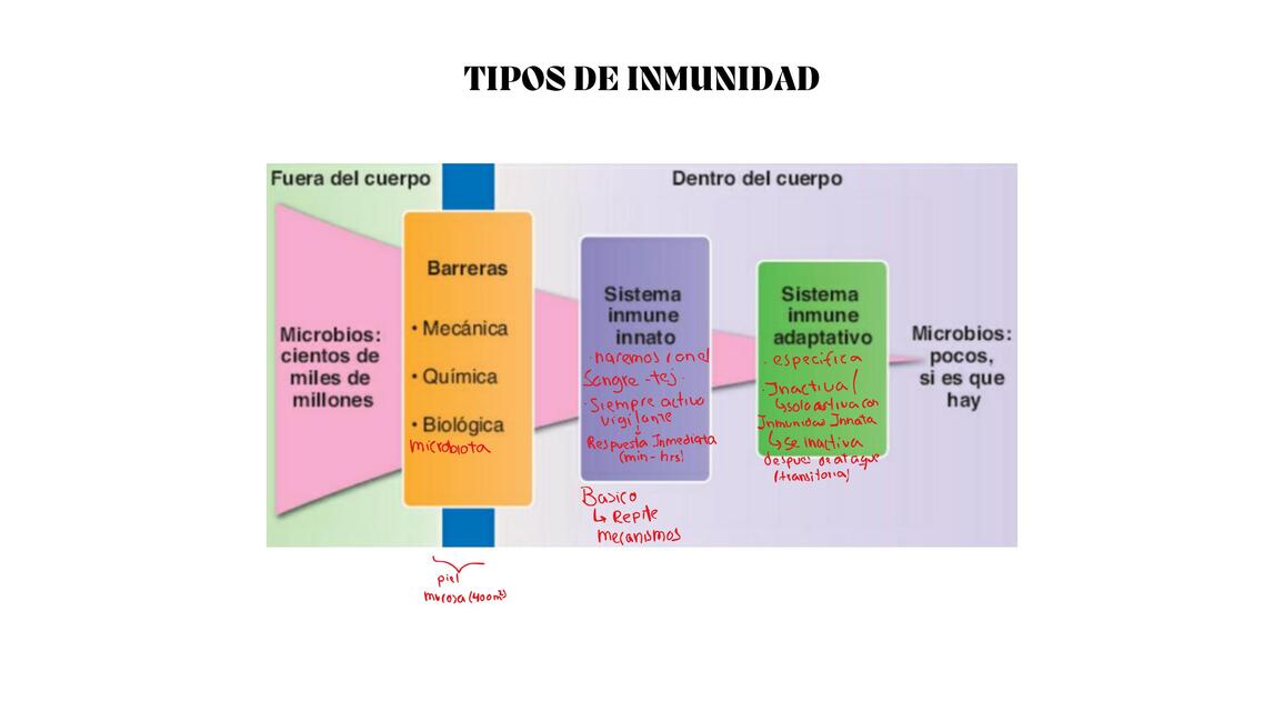 Tipos de inmunidad 