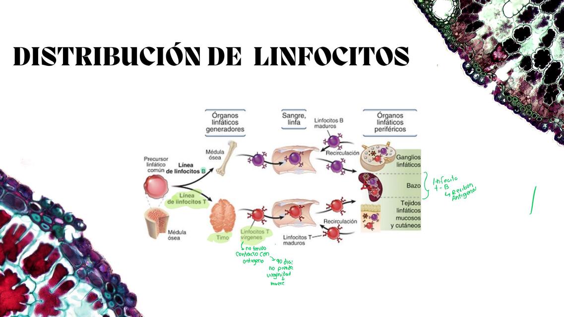 Distribución de linfocitos 