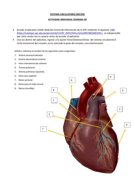 Sistema circulatorio | Alexander Rangel | uDocz