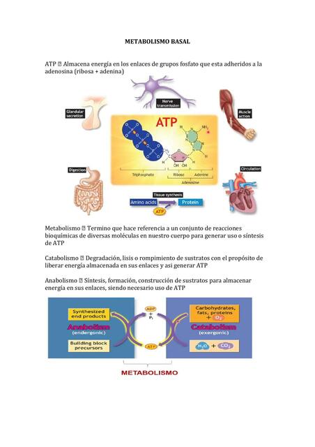 Metabolismo basal 