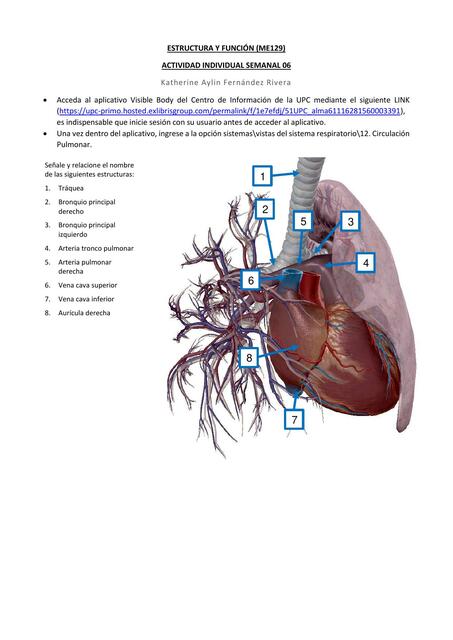 Estructura y función del sistema respiratorio 