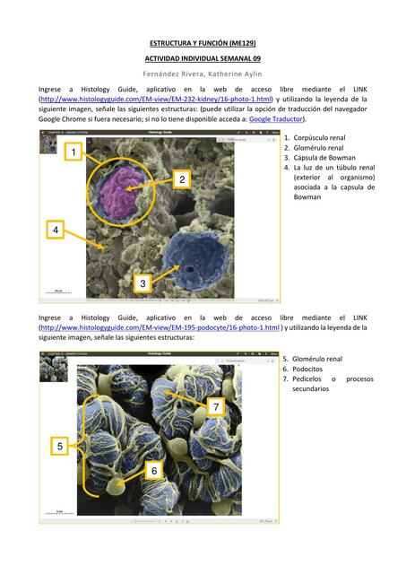 Estructura y función de los riñones