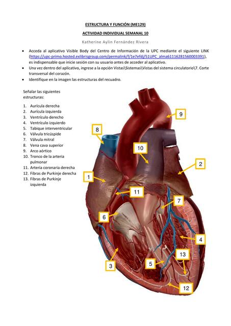 Estructura y función del sistema circulatorio 