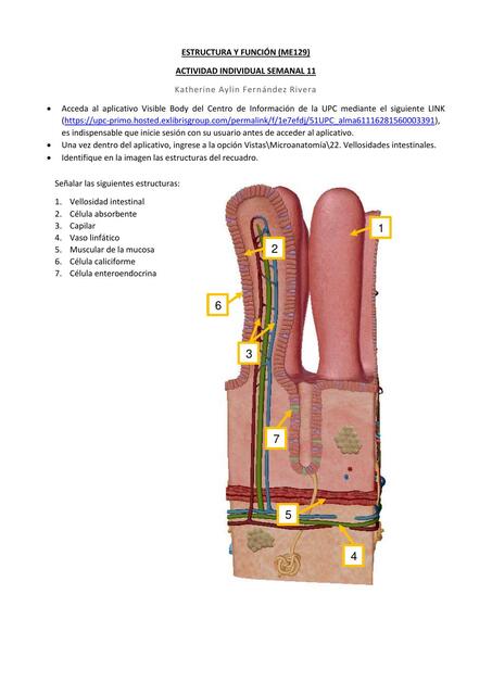 Estructura y función de las vellosidades intestinales 