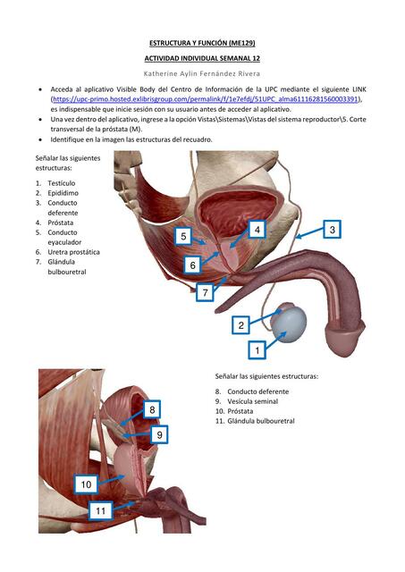 Estructura y función del sistema reproductor 