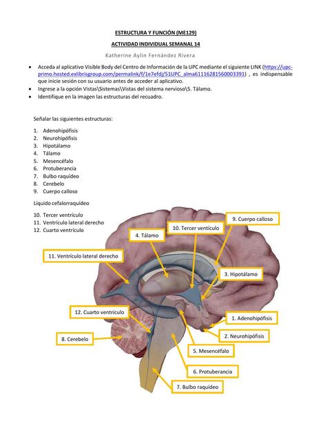 Estructura y función 