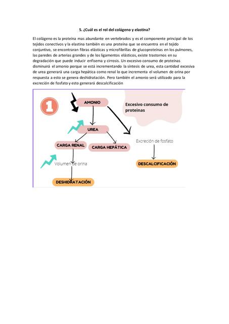 ¿Cuál es el rol del colágeno y elastina? 