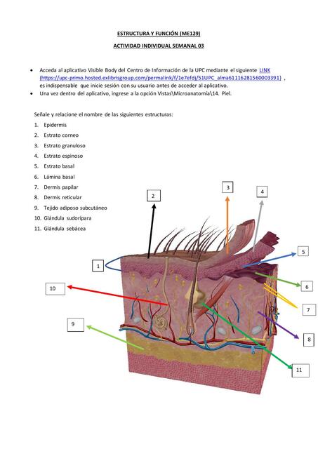 Microanatomía 