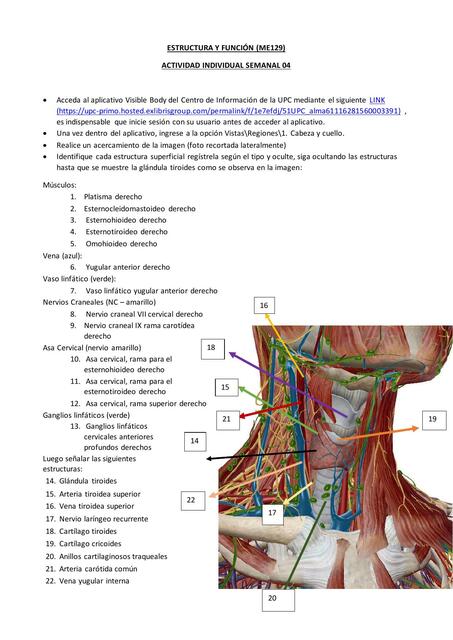 Cabeza y Cuello 