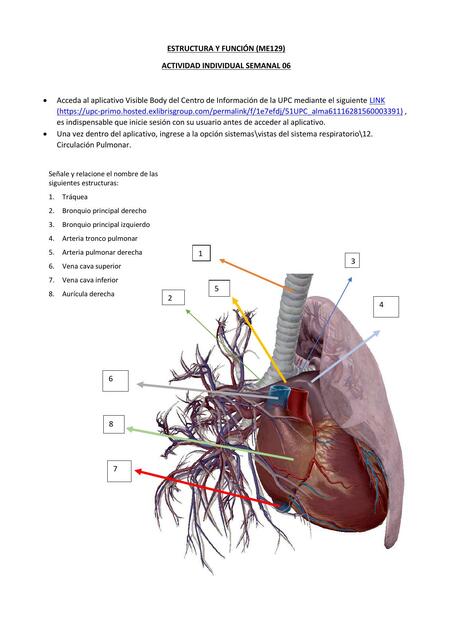 Sistema Respiratorio 