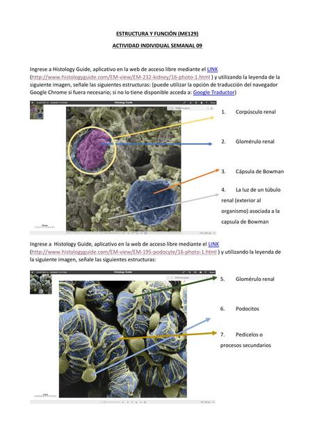 Histología 