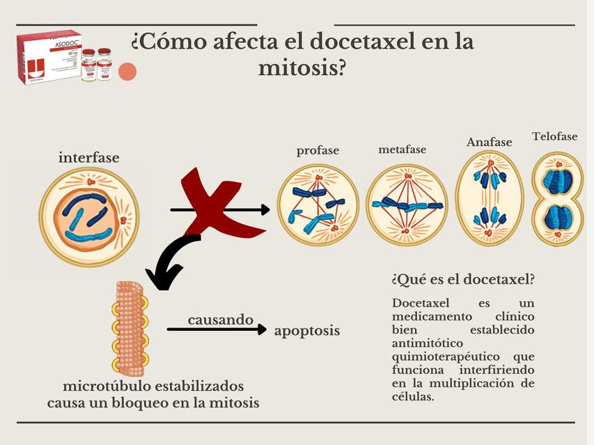 Cómo afecta el docetaxel en la mitosis 