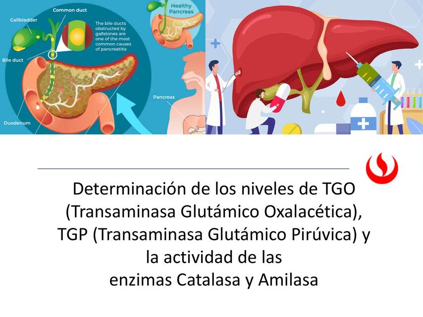  Determinación de los niveles de TGO 