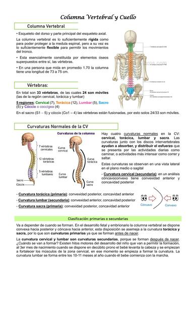 Columna Vertebral y Cuello