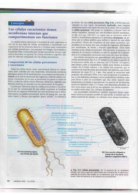 Las Células Eucariontes Tienen Membranas Internas que Compartimentan sus Funciones 