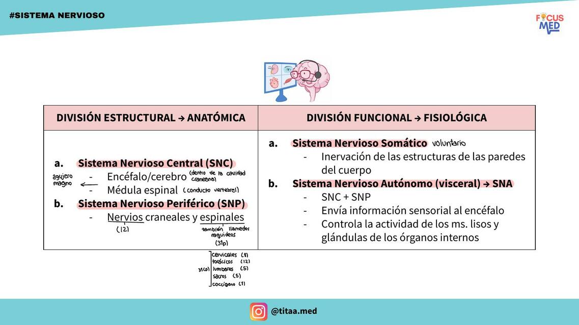 Sistema Nervioso 