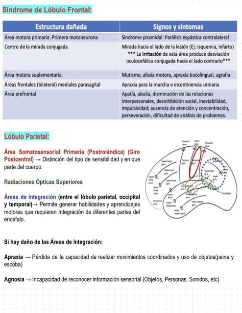 Sistema Nervioso  