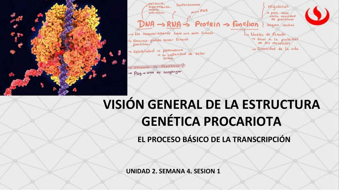 Visión General de la Estructura Genética de Procariota 