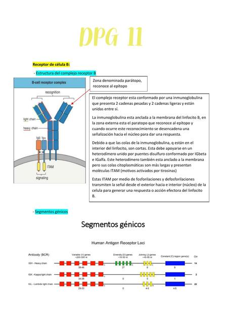 Receptor de Célula B 