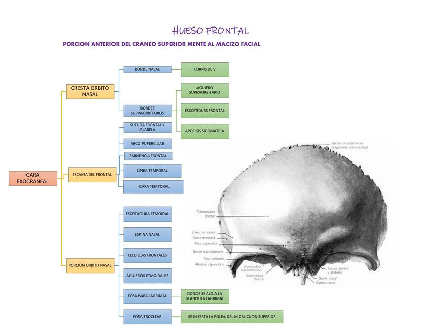 Hueso Frontal 