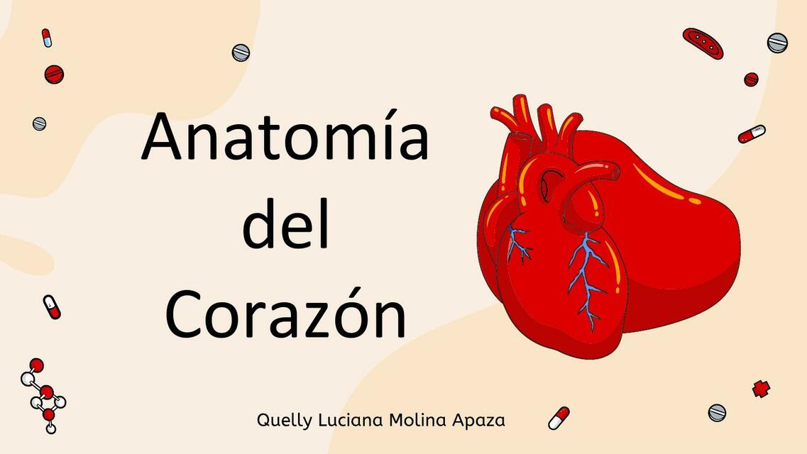 Antomía del corazón 