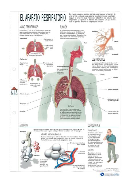 El aparato respiratorio 