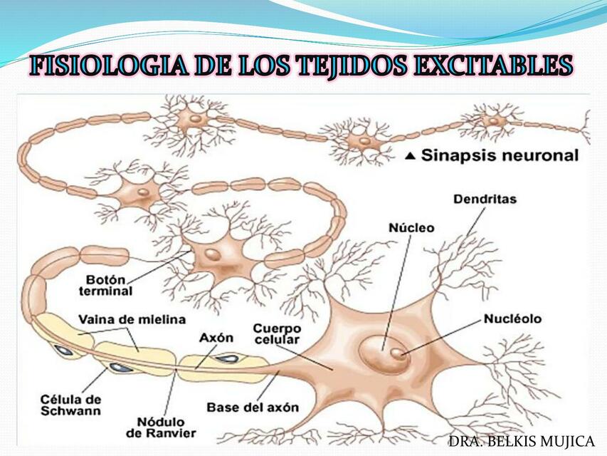 Fisiologia de los tejidos excitables 