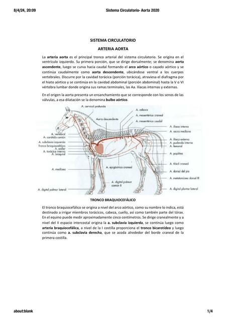 Sistema Circulatorio Aorta